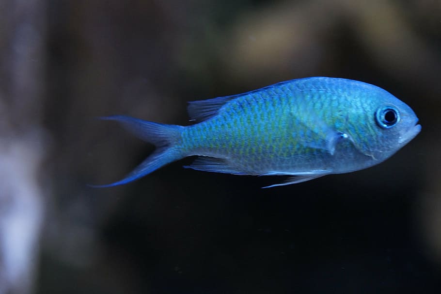 selective focus photo of blue pet fish, schwalbenschwänzchen
