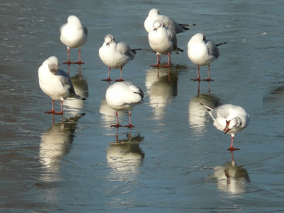 Seagull, Winter, Ice, Cold, Cold, Lake, Animal, water bird HD wallpaper