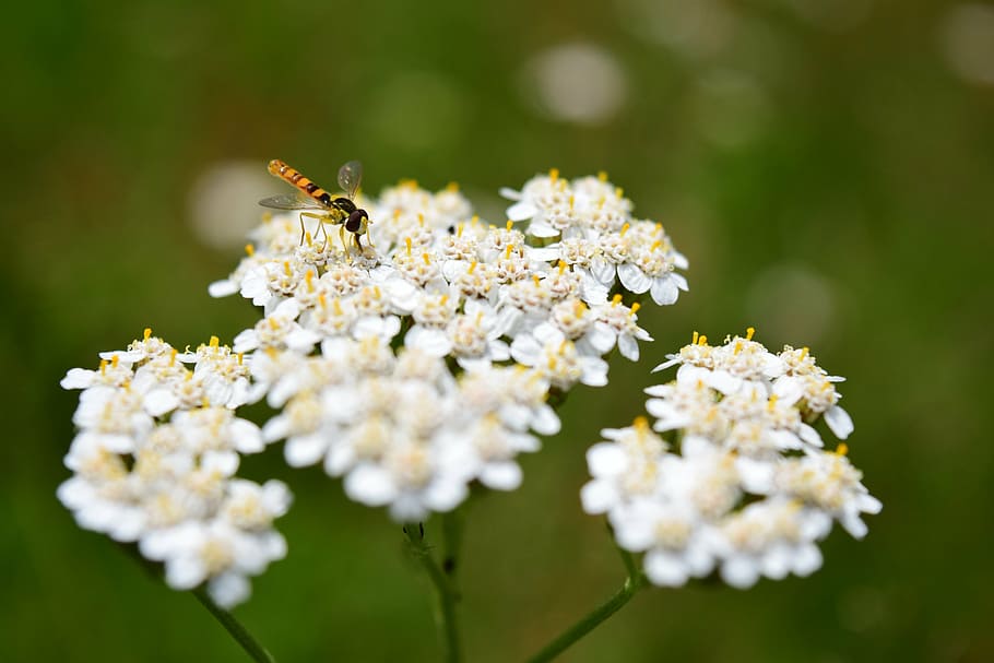 yarrow, summer, fly, nature, insect, flower, meadow, macro HD wallpaper