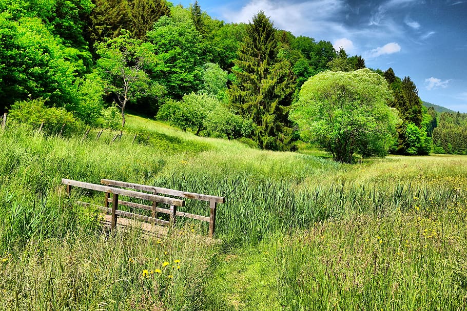 green grass field, spring, tender green, blue, sky, landscape HD wallpaper