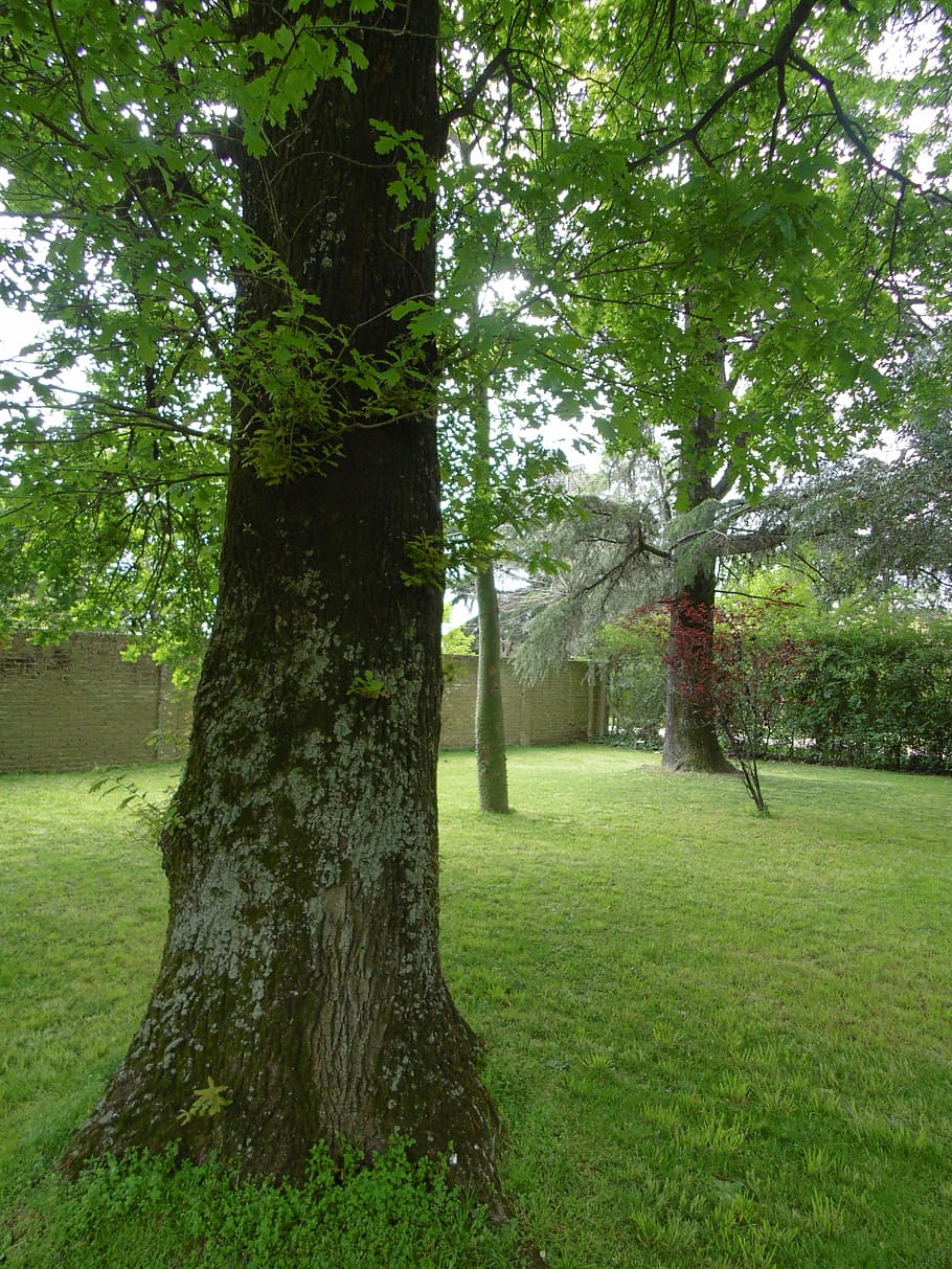 Tree, Nature, Trunk, green, green color, grass, tree trunk HD wallpaper