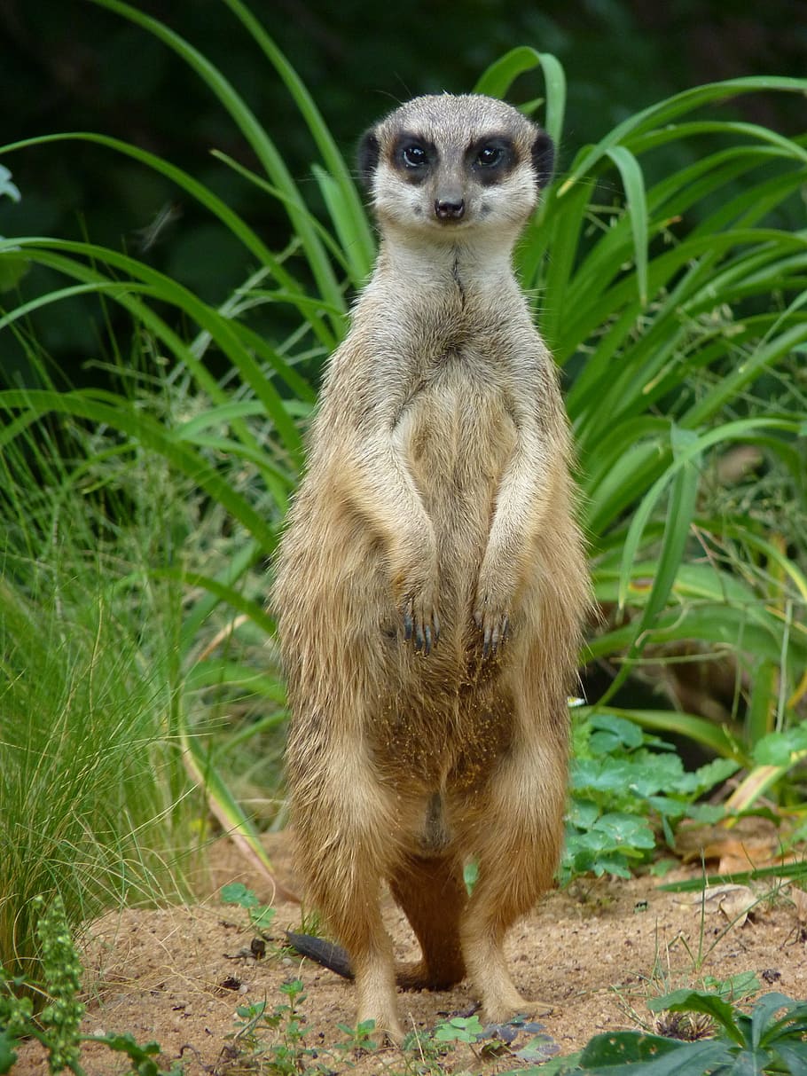 Meerkat on watch, keeping safe guard for the rest of the family Stock Photo  | Adobe Stock