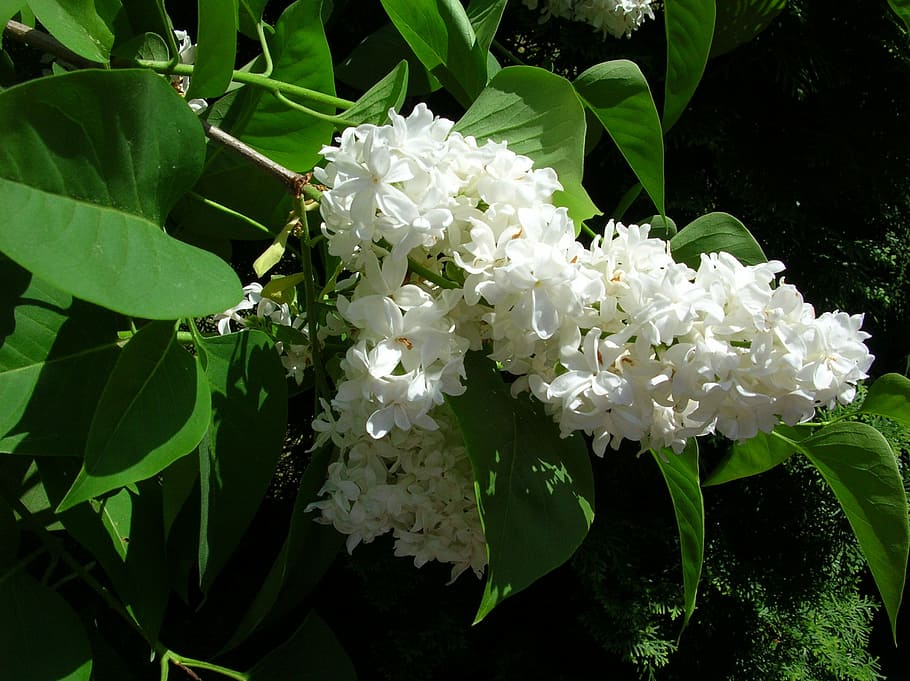 White, Flower, Plant, without, flowers, spring, leaf, green color HD wallpaper