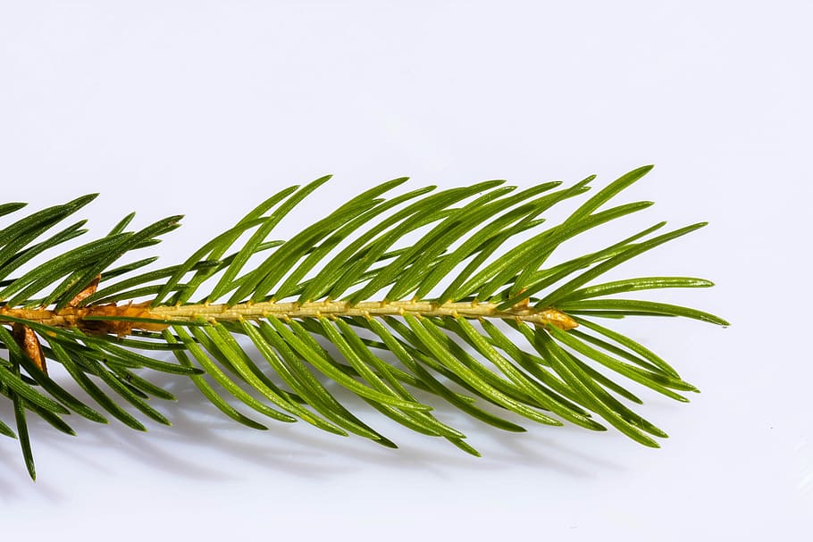 spruce, branch, conifer, tree, nature, green, needle branch HD wallpaper