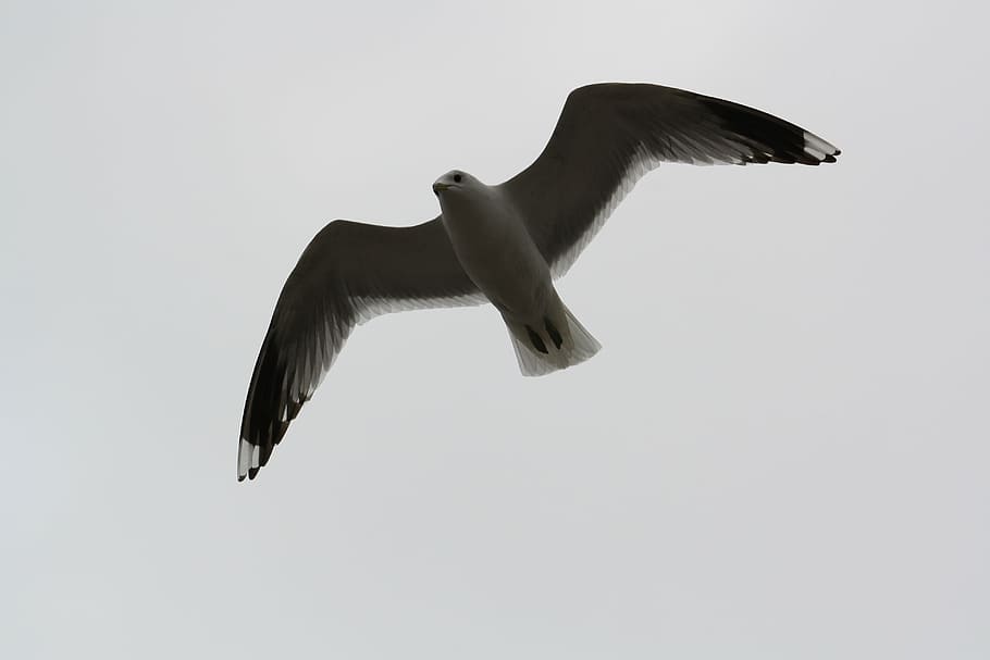 bird, seagull, fly, wings outspread, animal, vertebrate, animal themes HD wallpaper