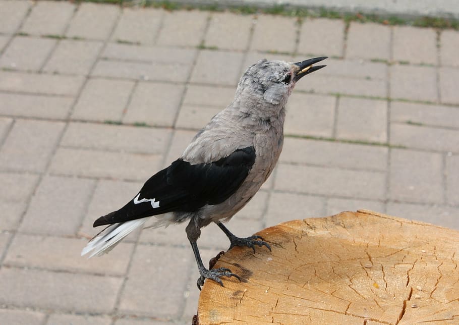 bird, nature, clarks nutcracker, manning park bc, animal wildlife HD wallpaper