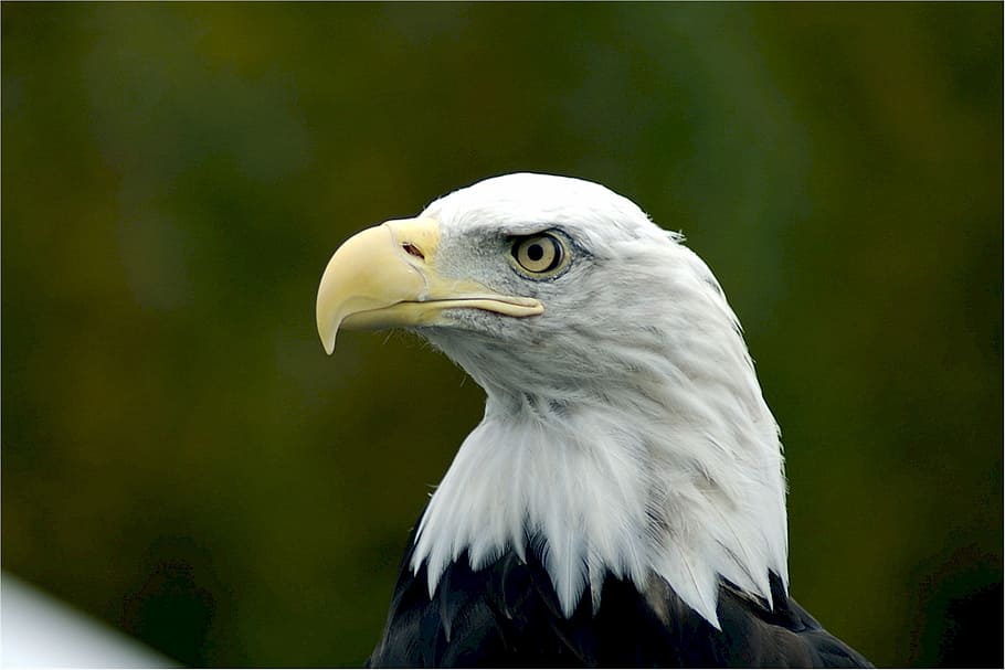 bald eagle, head, predator, bird, raptor, wildlife, nature HD wallpaper