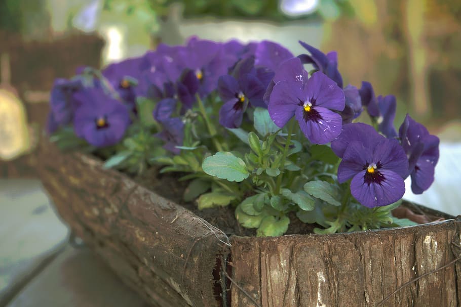 pansy, bloom, easter, violaceae, blossom, spring, flower, plant HD wallpaper
