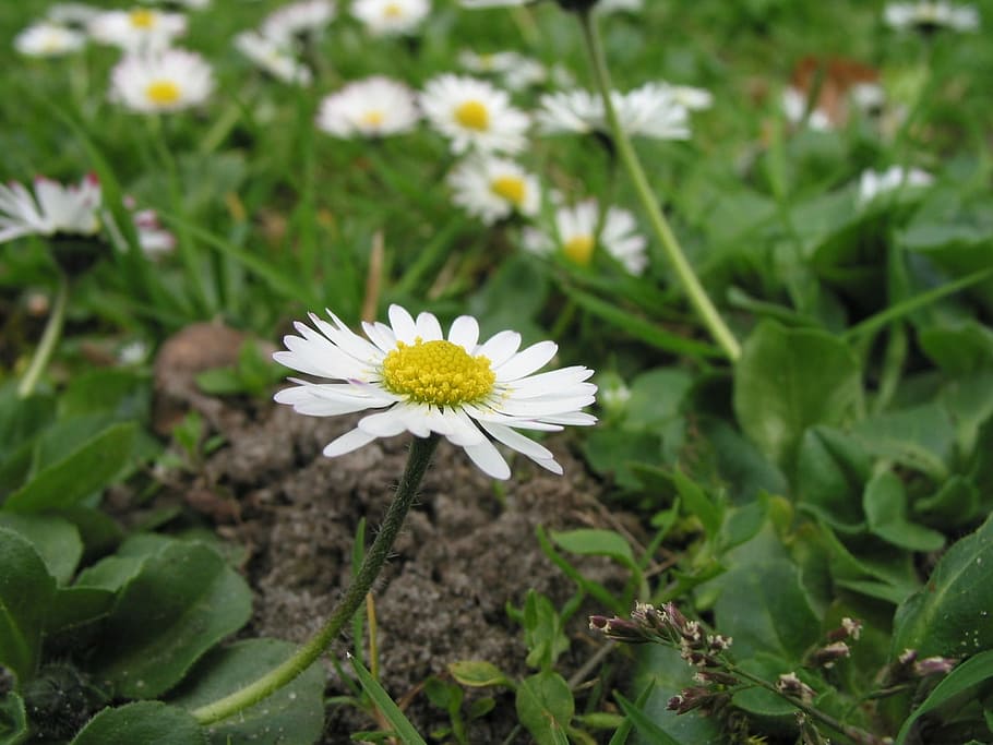 Rush, Meadow, gaensebluemche, nature, daisy, flower, plant HD wallpaper