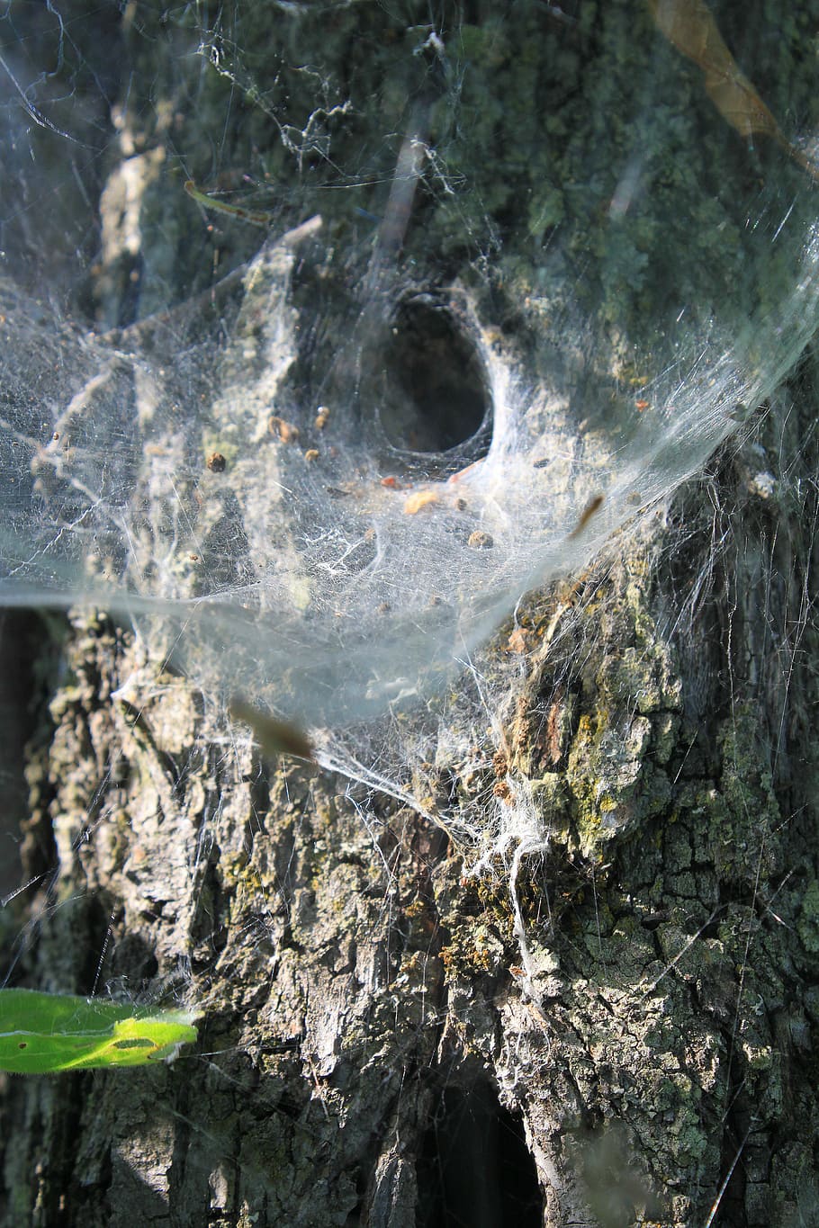 cobweb, nest, spider, tunnel, insects, plant, tree, close-up HD wallpaper