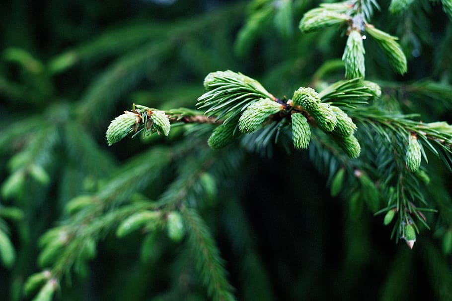 selective focus photography of needle leafed tree, spruce, landscape HD wallpaper