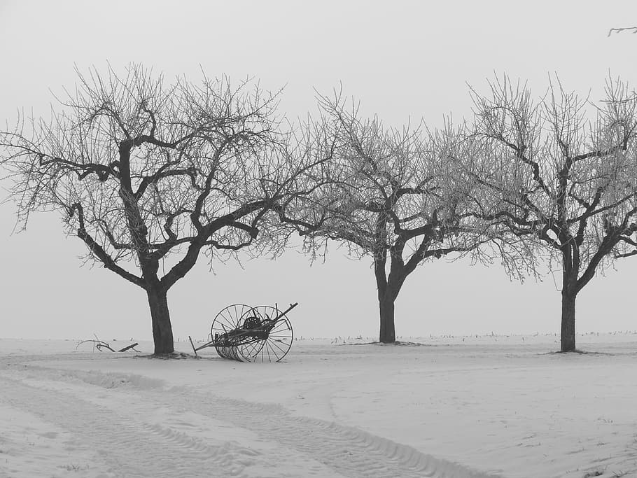 three bare leaf trees on a snow field, winter, kahl, still life HD wallpaper