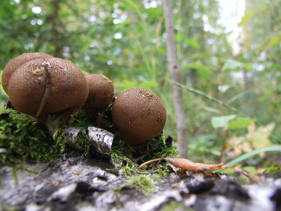 mushroom, rot, tree, plant, fungus, nature, selective focus HD wallpaper