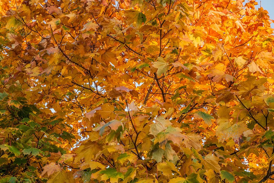 Autumn, Leaves, Maple, Fall, Nature, leaf, season, autumn leaves HD wallpaper