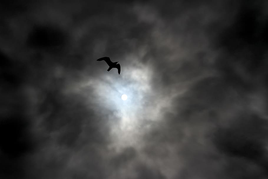 silhouette of seagull flying midair under dark clouds during daytime, HD wallpaper