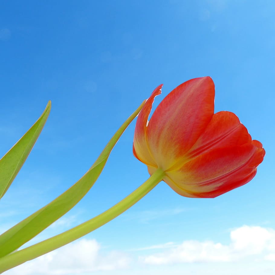 tulip, flower, sky, spring, nature, summer, floral, fresh, day HD wallpaper