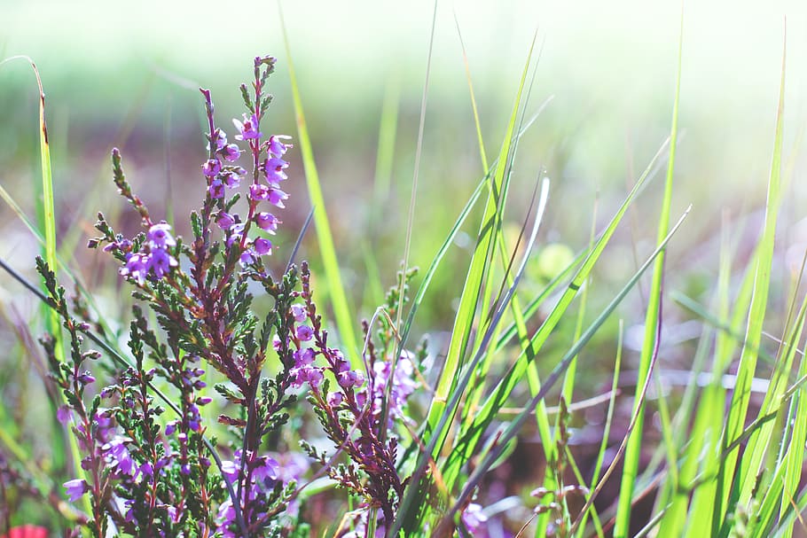 nature, flowers, garden, grass, bloom, blooming, blossom, blur HD wallpaper