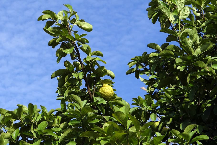 lemon tree, citron, fruit, sour, vitamin c, hulikatti, india, HD wallpaper