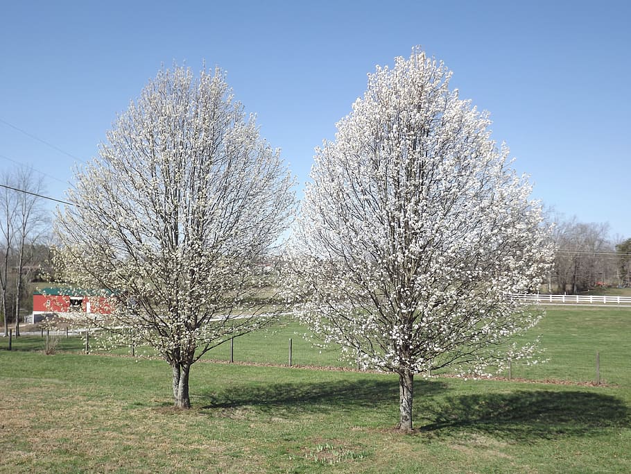 spring, flowering, blooming, nature, spring flowers, white HD wallpaper