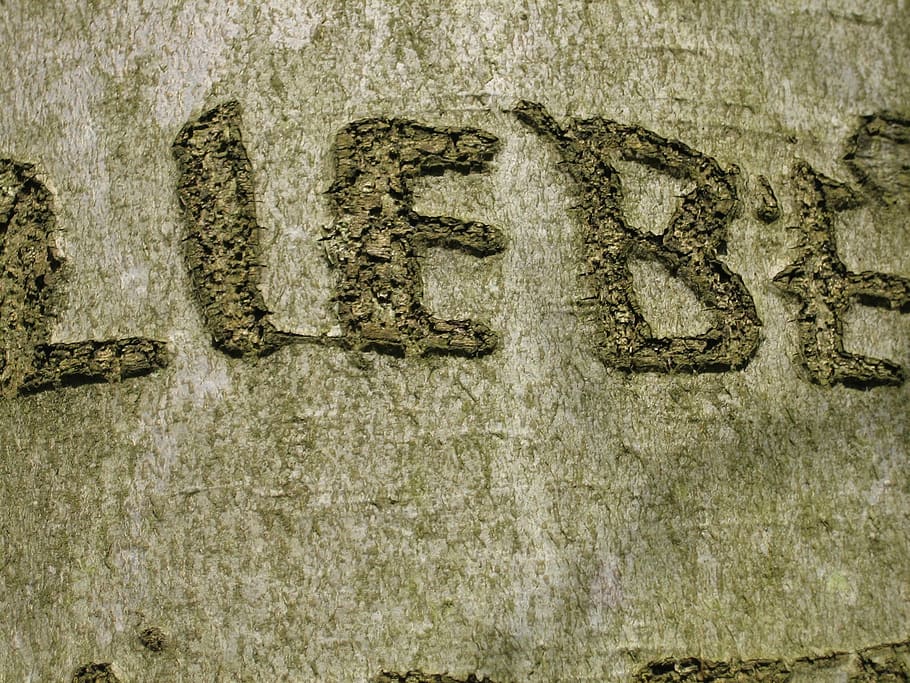 tree, by scripture, love, engraved, no people, day, textured HD wallpaper