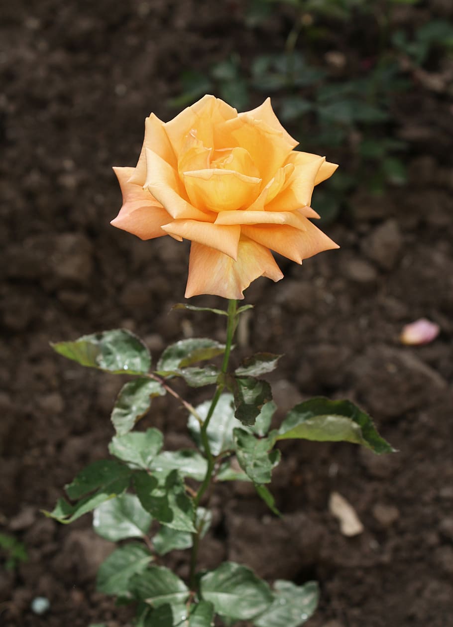 flower, rose, plant, beauty in nature, petal, flowering plant HD wallpaper