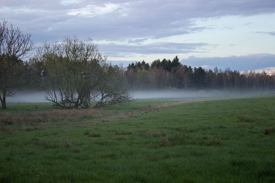 moor, meadow, fog, landscape, abendstimmung, nature reserve, HD wallpaper