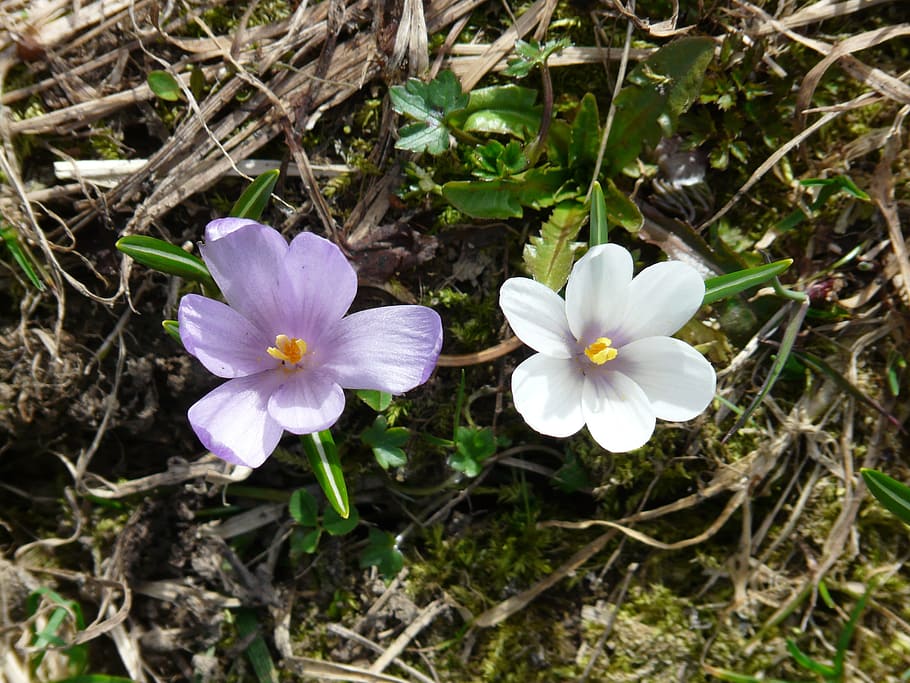 Spring Crocus, White, blue, purple, flowers, blossom, bloom HD wallpaper