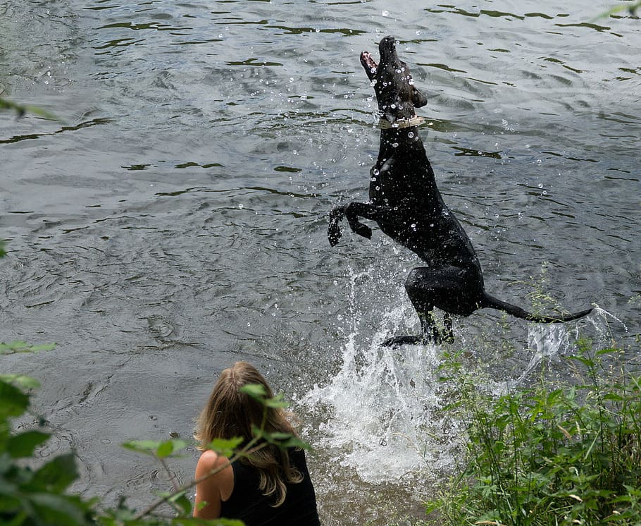 nature, summer, river, animals, black dogs, bathing, water