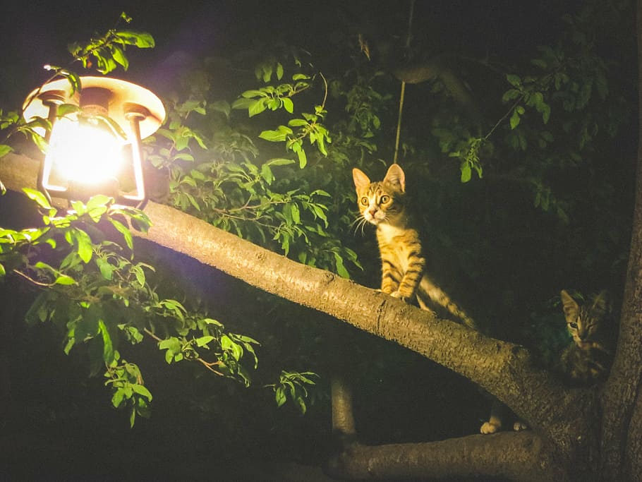 two gray tabby cats on tree branch near lamp, brown, black HD wallpaper
