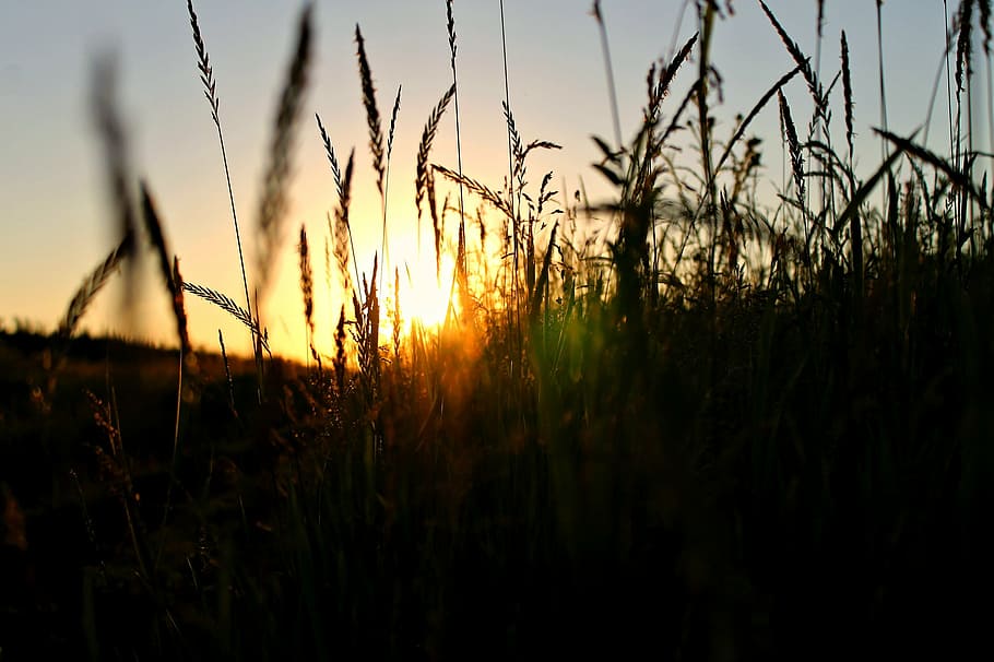 landscape, sunset, nature, evening, summer, sky, plant, field HD wallpaper