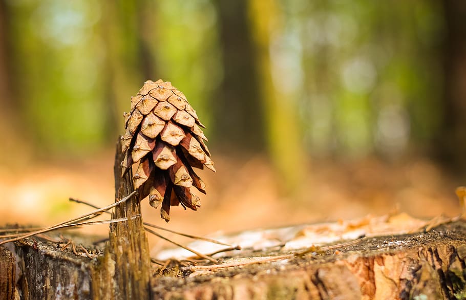 nature, brad, forest, focus on foreground, plant, tree, land HD wallpaper