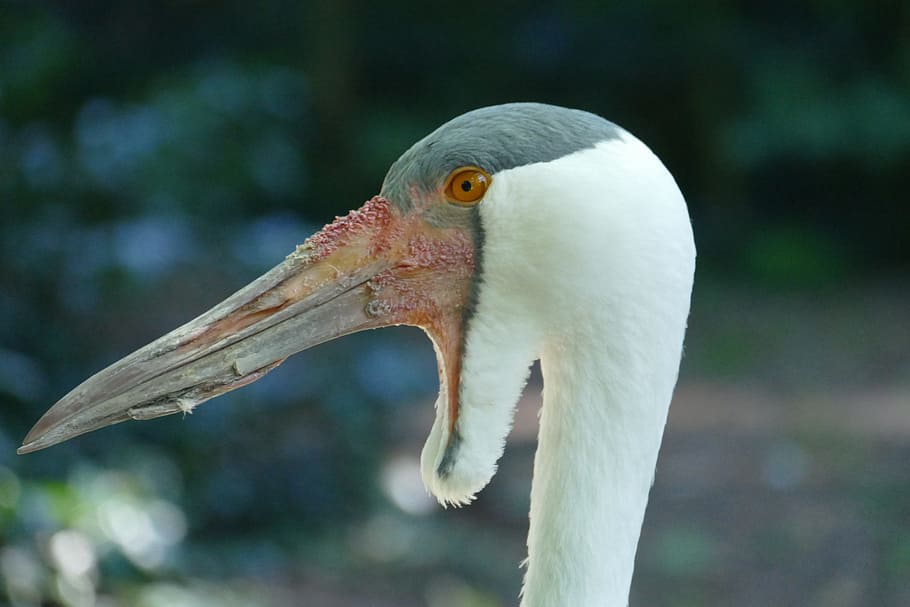 head, bill, clunkers, bird park, walsrode, macro, bird park walsrode HD wallpaper