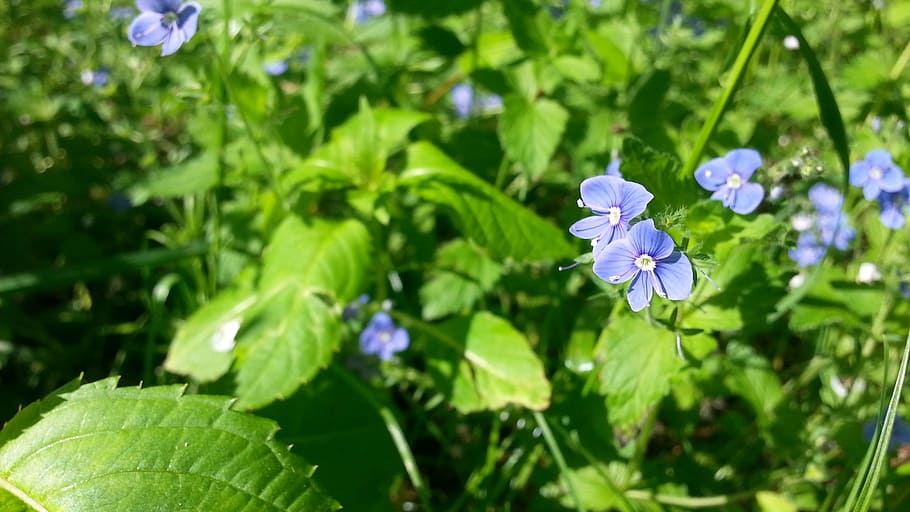 Nature, Spring, Flowers, plant, growth, green color, leaf, flowering plant HD wallpaper