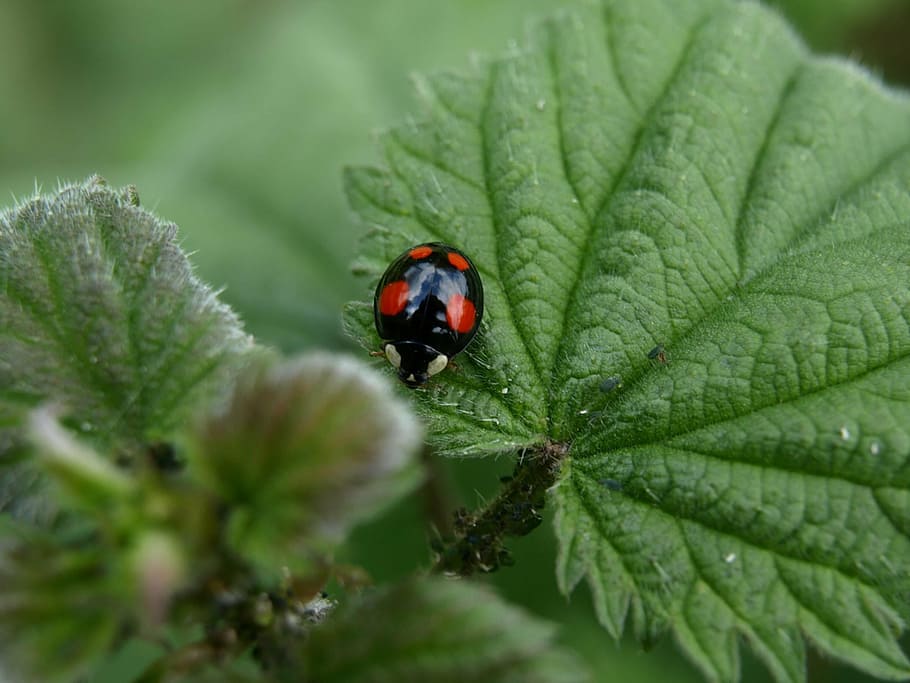 red point beetle, insect, close, nature, ladybug, leaf, plant HD wallpaper
