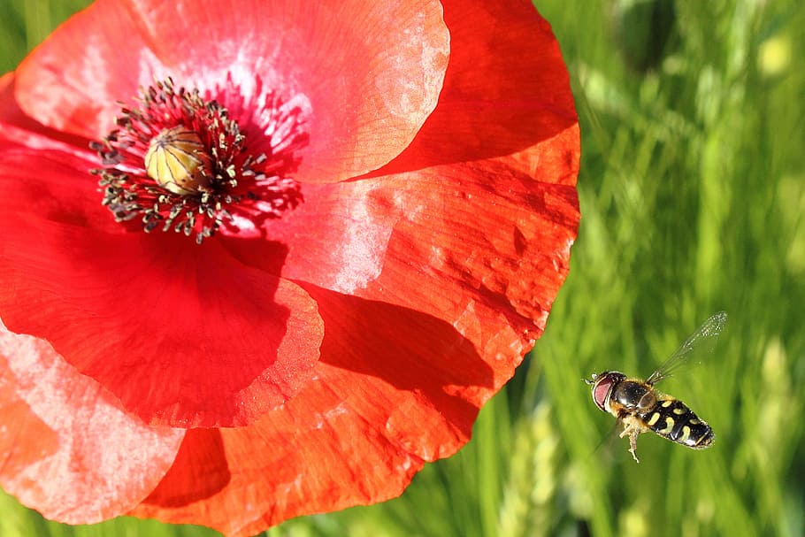 Hoverfly, Insect, Blossom, approach, bloom, field, macro, close HD wallpaper
