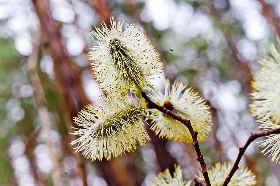 Willow, Spring, Bloom, willow blooms, bright, branch, nature HD wallpaper