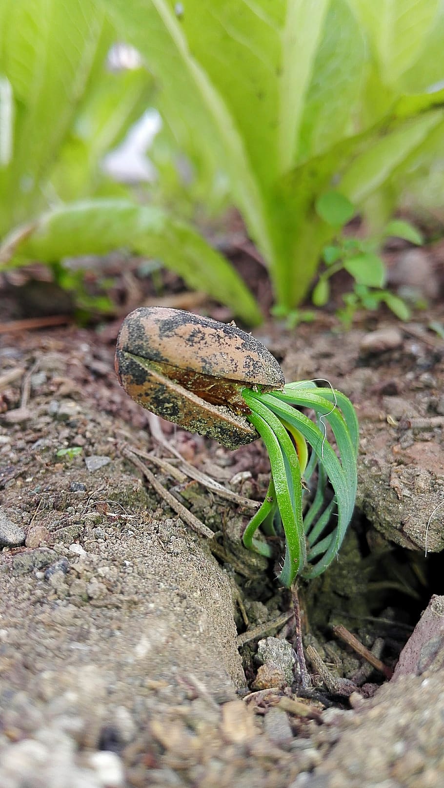 life, core, plant, seed, animal themes, one animal, animals in the wild HD wallpaper