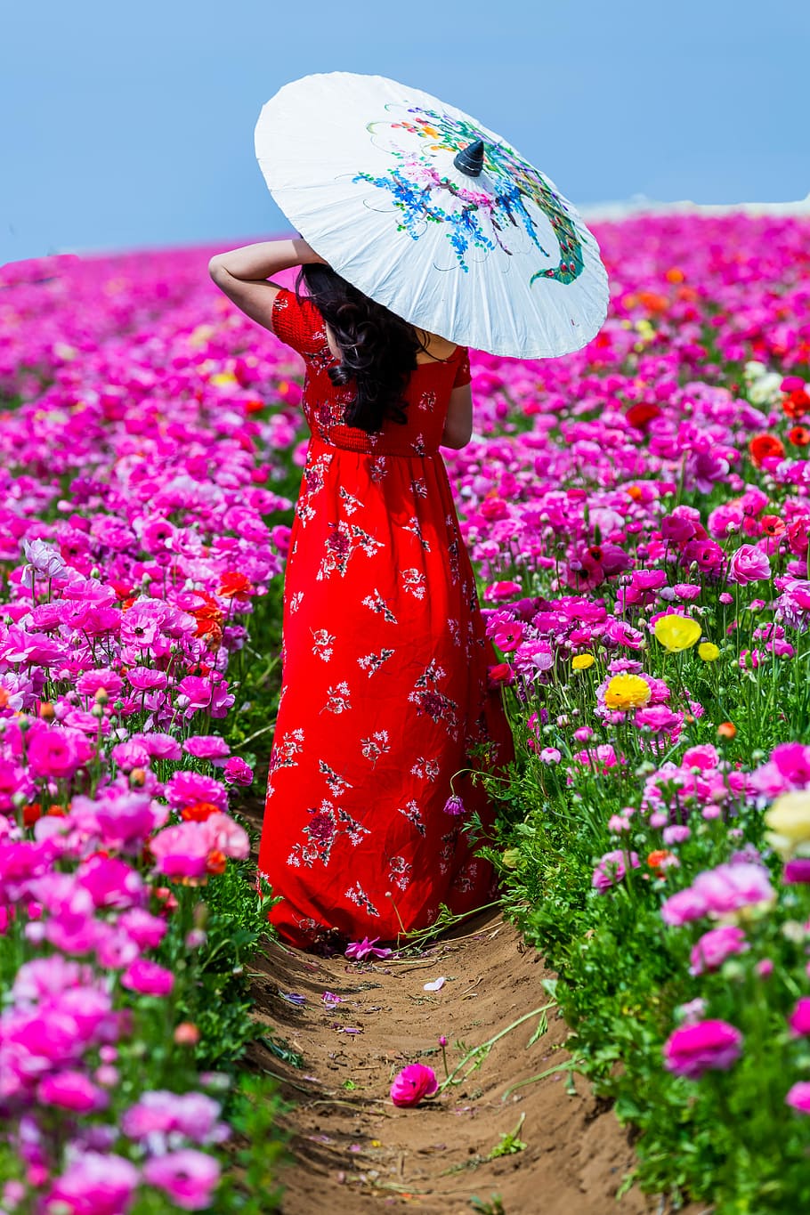 woman walking along aisle of flower field while using oil paper umbrella, woman holding umbrella while standing on pathway next to pink flowers during daytime, HD wallpaper