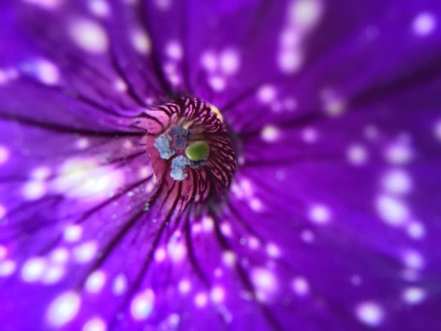 flower, nature, close-up, purple, beauty in nature, no people HD wallpaper