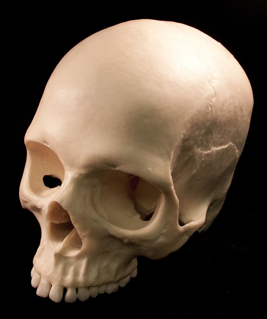 white human head skull, skeletons, bones, fear, terror, death, HD wallpaper