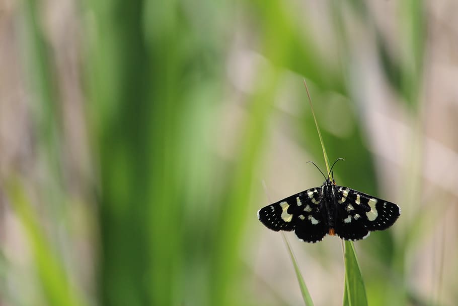butterfly, moth, black, white, grass, stem, insect, invertebrate HD wallpaper