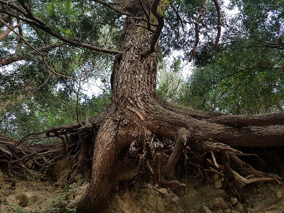 Nature, Life, Tree, tree trunk, forest, woodland, root, plant HD wallpaper