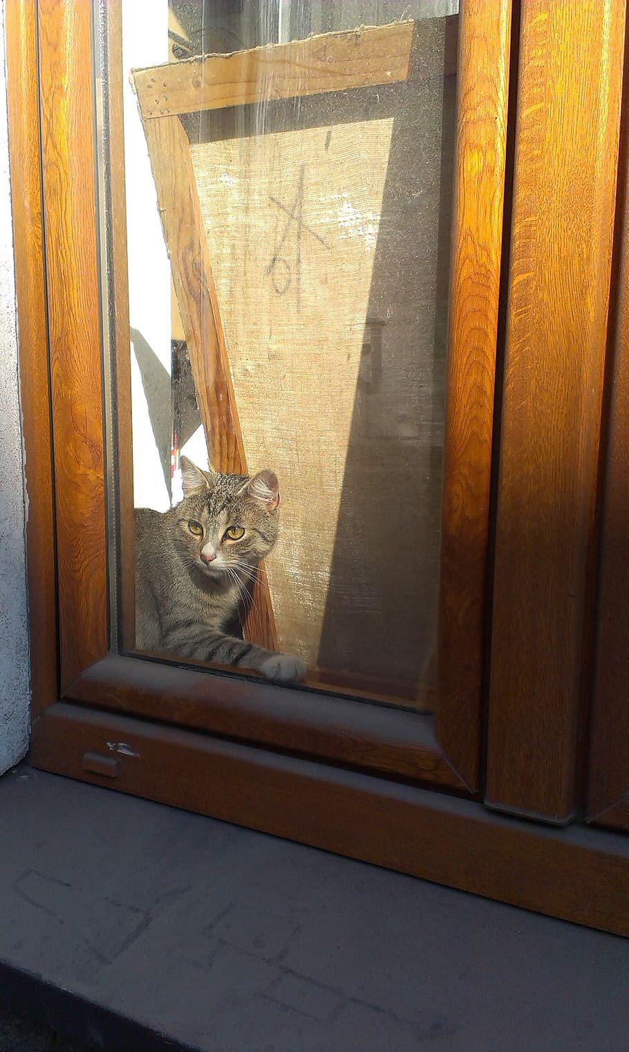 cat, curiosity, animal, window, dom, bondage, domestic, feline HD wallpaper