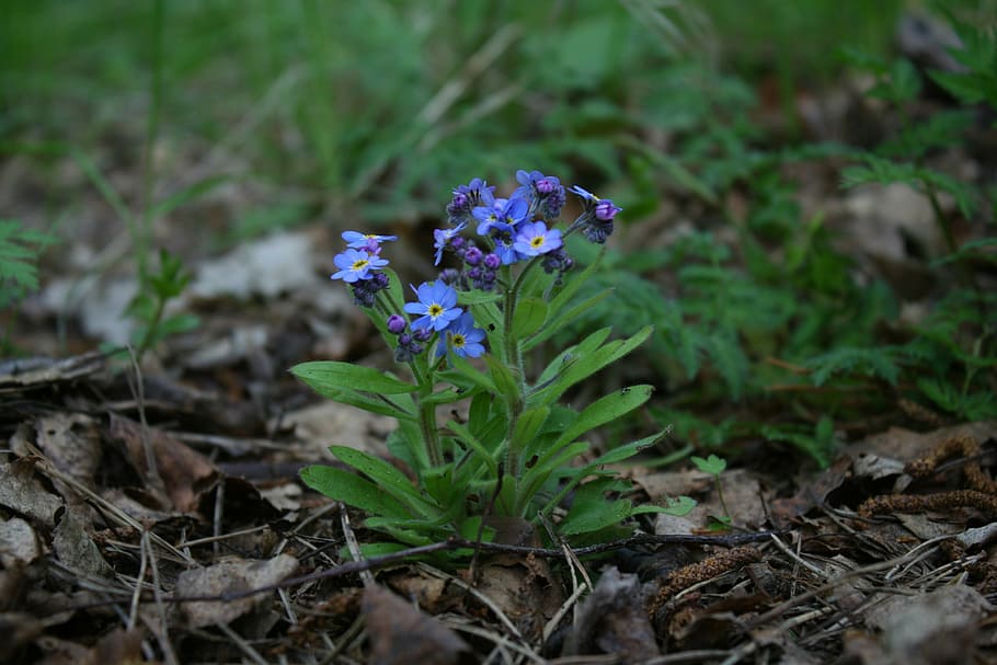 forget, flower, forest, plant, blooming, green, nature, flowers HD wallpaper