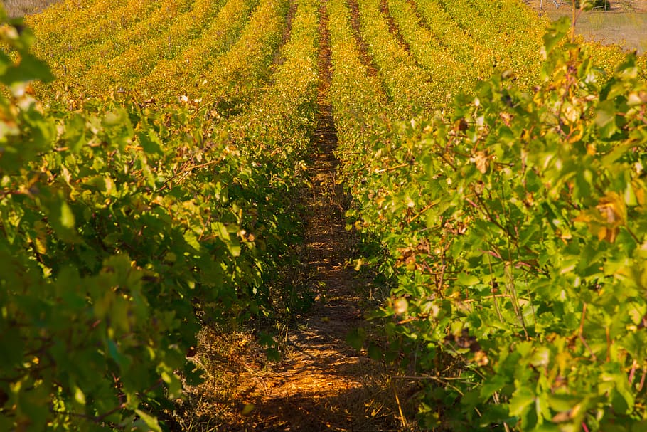 vines, fall, vineyard, color, beaucaire, red, costières de nîmes HD wallpaper