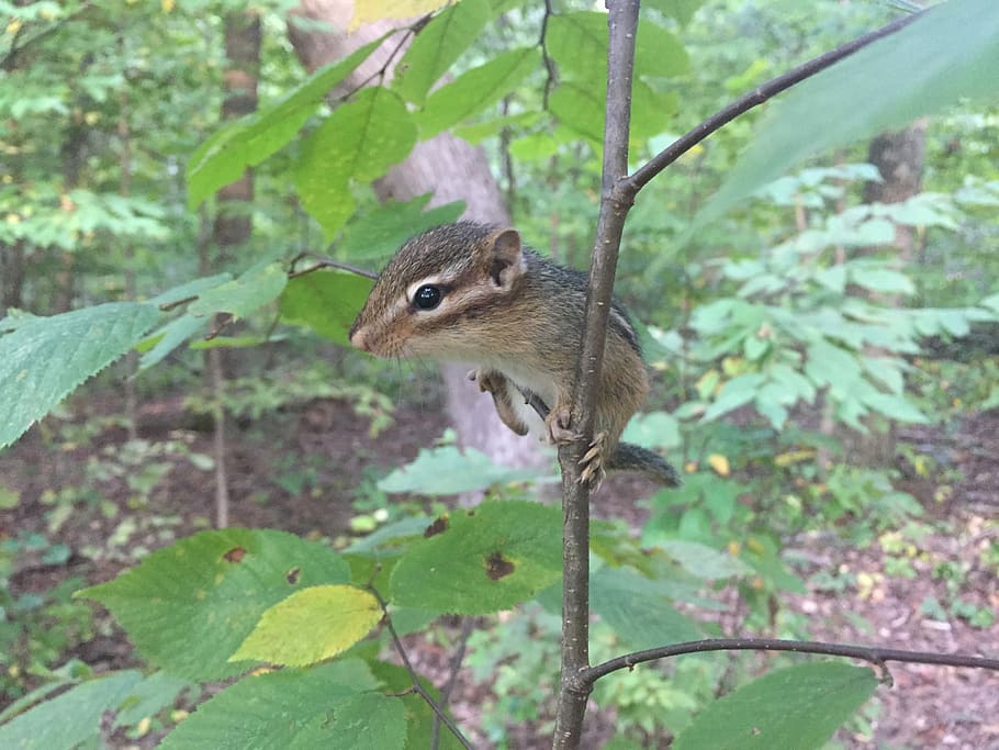 Chipmunk, Tree, Forest, Rodent, small animal, chippy, mammal HD wallpaper
