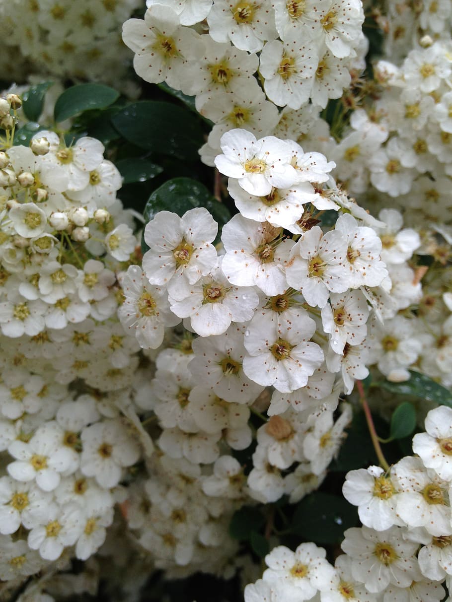flowers, white, spring, flowering plant, vulnerability, fragility HD wallpaper