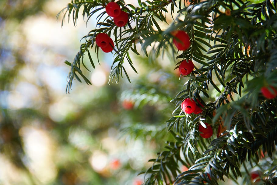 round red fruit-bearing tree outdoor, yew, red berry, toxic, berry toxic seeds, HD wallpaper