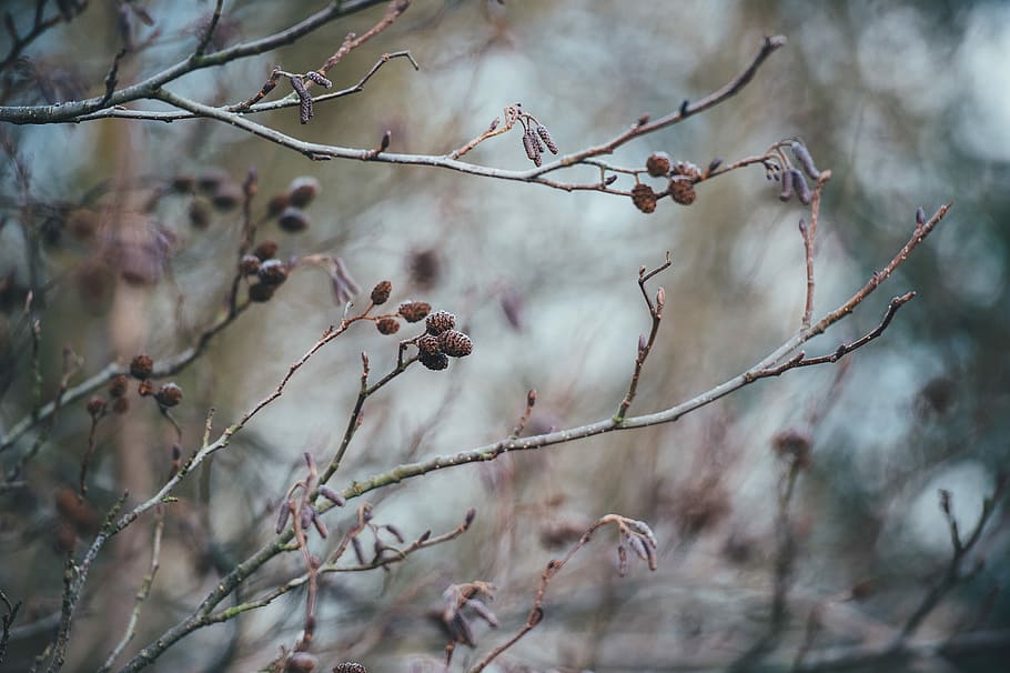 Frost, selective focus photo of brown tree, blossom, bud, branch HD wallpaper