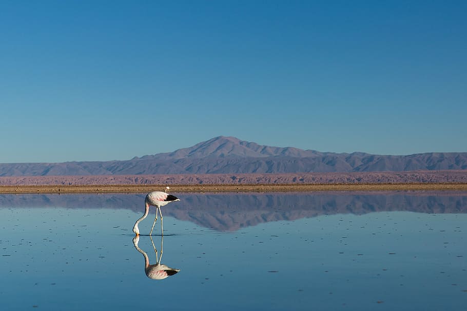 bird drinking water, white flamingo standing on body of water, HD wallpaper